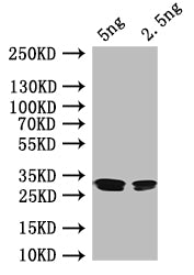 Western Blot Positive WB detected in: recombinant protein All lanes: rutR Antibody at 1:1000 Secondary Goat polyclonal to rabbit IgG at 1/50000 dilution Predicted band size: 27 kDa Observed band size: 27 kDa