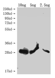Western Blot Positive WB detected in Recombinant protein All lanes: lptE antibody at 1:2000 Secondary Goat polyclonal to rabbit IgG at 1/50000 dilution Predicted band size: 23.5 kDa Observed band size: 26 kDa