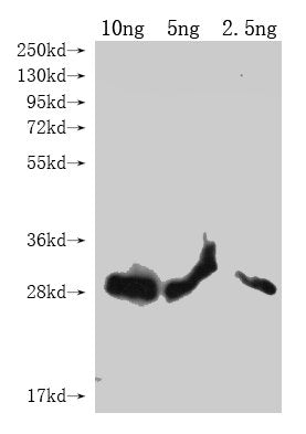 Western Blot Positive WB detected in Recombinant protein All lanes: lptE antibody at 1:2000 Secondary Goat polyclonal to rabbit IgG at 1/50000 dilution Predicted band size: 23.5 kDa Observed band size: 26 kDa