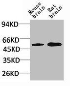 Western blot analysis of 1) Mouse Brain Tissue, 2)Rat Brain Tissue with GABA A Receptor α2 Rabbit pAb diluted at 1:2,000.