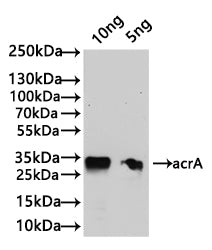 Western Blot Positive WB detected in: recombinant protein All lanes:acrA Antibody at 1:1000 Secondary Goat polyclonal to rabbit IgG at 1/50000 dilution Predicted band size: 31.4 kDa Observed band size: 32 kDa