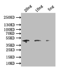Western Blot Positive WB detected in: recombinant protein All lanes: map Antibody at 1:1000 Secondary Goat polyclonal to rabbit IgG at 1/50000 dilution Predicted band size: 45 kDa Observed band size: 45 kDa