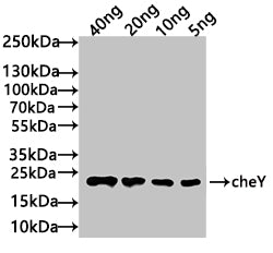 Western Blot Positive WB detected in: recombinant protein All lanes: cheY Antibody at 1:1000 Secondary Goat polyclonal to rabbit IgG at 1/50000 dilution Predicted band size: 21 kDa Observed band size: 21 kDa
