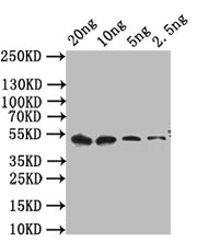 Western Blot Positive WB detected in: recombinant protein All lanes: cpxR Antibody at 1:1000 Secondary Goat polyclonal to rabbit IgG at 1/50000 dilution Predicted band size: 42 kDa Observed band size: 42 kDa
