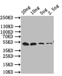 Western Blot Positive WB detected in: recombinant protein All lanes: cpxR Antibody at 1:1000 Secondary Goat polyclonal to rabbit IgG at 1/50000 dilution Predicted band size: 42 kDa Observed band size: 42 kDa
