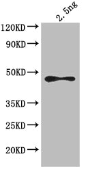 Western Blot Positive WB detected in: Escherichia coli lysate All lanes: ompF antibody at 1:4000 Secondary Goat polyclonal to rabbit IgG at 1/50000 dilution Predicted band size: 44 kDa Observed band size: 44 kDa