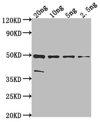 Western Blot Positive WB detected in Recombinant protein All lanes: malE antibody at 1:2000 Secondary Goat polyclonal to rabbit IgG at 1/50000 dilution Predicted band size: 48.2 kDa Observed band size: 49 kDa