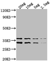 Western Blot Positive WB detected in Recombinant protein All lanes: NARL antibody at 1:2000 Secondary Goat polyclonal to rabbit IgG at 1/50000 dilution Predicted band size: 35.5 kDa Observed band size: 34 kDa