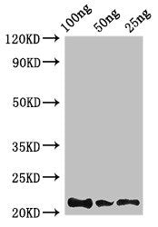 Western Blot Positive WB detected in Recombinant protein All lanes: Rubredoxin antibody at 2.8µg/ml Secondary Goat polyclonal to rabbit IgG at 1/50000 dilution predicted band size: 22 kDa observed band size: 22 kDa