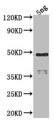 Western Blot Positive WB detected in Recombinant protein All lanes: RPOD antibody at 1:2000 Secondary Goat polyclonal to rabbit IgG at 1/50000 dilution Predicted band size: 41.6 kDa Observed band size: 48 kDa