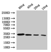 Western Blot Positive WB detected in: recombinant protein All lanes:Diphtheria toxin Antibody at 1:1000 Secondary Goat polyclonal to rabbit IgG at 1/20000 dilution Predicted band size: 28.6 kDa Observed band size: 31 kDa