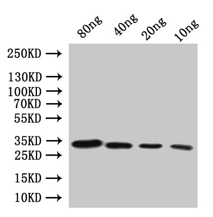 Western Blot Positive WB detected in: recombinant protein All lanes:Diphtheria toxin Antibody at 1:1000 Secondary Goat polyclonal to rabbit IgG at 1/20000 dilution Predicted band size: 28.6 kDa Observed band size: 31 kDa
