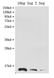 Western Blot Positive WB detected in Recombinant protein All lanes: Ribonuclease antibody at 1:2000 Secondary Goat polyclonal to rabbit IgG at 1/50000 dilution Predicted band size: 13.3 kDa Observed band size: 14 kDa