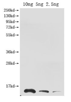 Western Blot Positive WB detected in Recombinant protein All lanes: Ribonuclease antibody at 1:2000 Secondary Goat polyclonal to rabbit IgG at 1/50000 dilution Predicted band size: 13.3 kDa Observed band size: 14 kDa