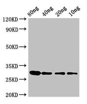 Western Blot Positive WB detected in Recombinant protein All lanes: RNU2 antibody at 3.25ug/ml Secondary Goat polyclonal to rabbit IgG at 1/50000 dilution predicted band size: 30 kDa observed band size: 30 kDa
