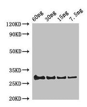 Western Blot Positive WB detected in Recombinant protein All lanes: Lysozyme C-1 antibody at 2µg/ml Secondary Goat polyclonal to rabbit IgG at 1/50000 dilution Predicted band size: 30 kDa Observed band size: 30 kDa