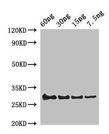 Western Blot Positive WB detected in Recombinant protein All lanes: Lysozyme C-1 antibody at 2µg/ml Secondary Goat polyclonal to rabbit IgG at 1/50000 dilution Predicted band size: 30 kDa Observed band size: 30 kDa