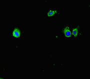 Immunofluorescent analysis of Hela cells using CSB-PA360881HA01MO at dilution of 1:100 and Alexa Fluor 488-congugated AffiniPure Goat Anti-Rabbit IgG(H+L)