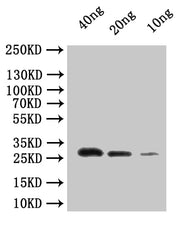 Western Blot Positive WB detected in: recombinant protein All lanes:dnaQ Antibody at 1:1000 Secondary Goat polyclonal to rabbit IgG at 1/50000 dilution Predicted band size: 29.4 kDa Observed band size: 30 kDa