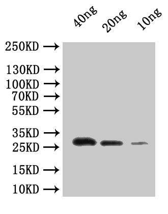 Western Blot Positive WB detected in: recombinant protein All lanes:dnaQ Antibody at 1:1000 Secondary Goat polyclonal to rabbit IgG at 1/50000 dilution Predicted band size: 29.4 kDa Observed band size: 30 kDa