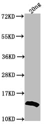 Western Blot Positive WB detected in Recombinant protein All lanes: US12 antibody at 1:2000 Secondary Goat polyclonal to rabbit IgG at 1/50000 dilution Predicted band size: 13.3 kDa Observed band size: 15 kDa