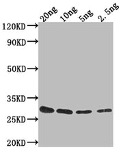 Western Blot Positive WB detected in Recombinant protein All lanes: gag-pol antibody at 1:2000 Secondary Goat polyclonal to rabbit IgG at 1/50000 dilution Predicted band size: 23.2 kDa Observed band size: 26 kDa