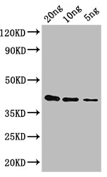 Western Blot Positive WB detected in: recombinant protein All lanes: gag-pol Antibody at 1:1000 Secondary Goat polyclonal to rabbit IgG at 1/50000 dilution Predicted band size: 40 kDa Observed band size: 40 kDa