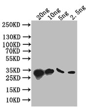 Western Blot Positive WB detected in: recombinant protein All lanes: S Antibody at 1:1000 Secondary Goat polyclonal to rabbit IgG at 1/50000 dilution Predicted band size: 34 kDa Observed band size: 34 kDa