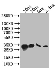 Western Blot Positive WB detected in: recombinant protein All lanes: S Antibody at 1:1000 Secondary Goat polyclonal to rabbit IgG at 1/50000 dilution Predicted band size: 34 kDa Observed band size: 34 kDa