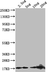 Western Blot Positive WB detected in: recombinant protein All lanes: D Antibody at 1:1000 Secondary Goat polyclonal to rabbit IgG at 1/50000 dilution Predicted band size: 17 kDa Observed band size: 17 kDa