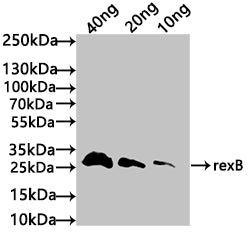 Western Blot Positive WB detected in: recombinant protein All lanes: rexB Antibody at 1:1000 Secondary Goat polyclonal to rabbit IgG at 1/50000 dilution Predicted band size: 30 kDa Observed band size: 30 kDa