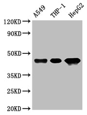 Western Blot Positive WB detected in: A549 whole cell lysate, THP-1 whole cell lysate, HepG2 whole cell lysate All lanes: HLA-B antibody at 1:1000 Secondary Goat polyclonal to rabbit IgG at 1/50000 dilution Predicted band size: 41 kDa Observed ban...