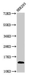 Western Blot Positive WB detected in: HEK293 whole cell lysate All lanes: TRBV7-9 antibody at 3µg/ml Secondary Goat polyclonal to rabbit IgG at 1/50000 dilution Predicted band size: 14 kDa Observed band size: 14 kDa