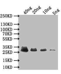 Western Blot Positive WB detected in: recombinant protein All lanes: Early E3 18.5 kDa glycoprotein Antibody at 1:1000 Secondary Goat polyclonal to rabbit IgG at 1/50000 dilution Predicted band size: 30 kDa Observed band size: 30 kDa