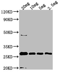 Western Blot Positive WB detected in Recombinant protein All lanes: UVSX antibody at 1:2000 Secondary Goat polyclonal to rabbit IgG at 1/50000 dilution Predicted band size: 23.7 kDa Observed band size: 28 kDa