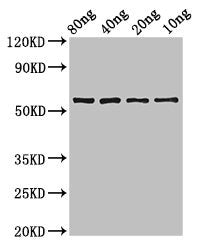 Western Blot Positive WB detected in Recombinant protein All lanes: phr antibody at 3.4ug/ml Secondary Goat polyclonal to rabbit IgG at 1/50000 dilution Predicted band size: 60 kDa Observed band size: 60 kDa