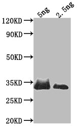 Western Blot Positive WB detected in Recombinant protein All lanes: SNF1 antibody at 1:2000 Secondary Goat polyclonal to rabbit IgG at 1/50000 dilution Predicted band size: 27 kDa Observed band size: 36 kDa