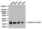 Western Blot Positive WB detected in: recombinant protein All lanes:Odorant-binding Antibody at 1:1000 Secondary Goat polyclonal to rabbit IgG at 1/20000 dilution Predicted band size: 18 kDa Observed band size: 24 kDa