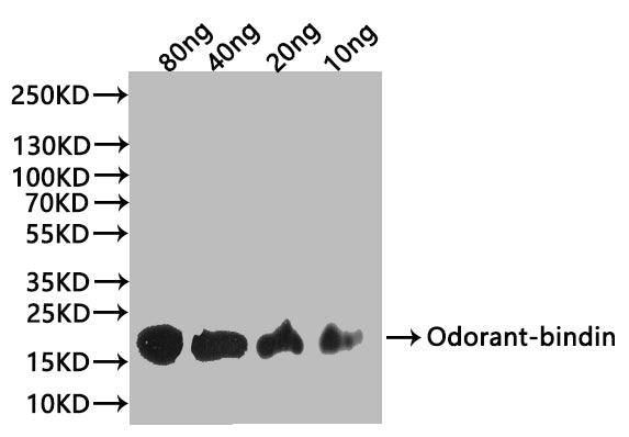 Western Blot Positive WB detected in: recombinant protein All lanes:Odorant-binding Antibody at 1:1000 Secondary Goat polyclonal to rabbit IgG at 1/20000 dilution Predicted band size: 18 kDa Observed band size: 24 kDa