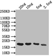 Western Blot Positive WB detected in: recombinant protein All lanes: Odorant-binding Antibody at 1:1000 Secondary Goat polyclonal to rabbit IgG at 1/50000 dilution Predicted band size: 17 kDa Observed band size: 17 kDa