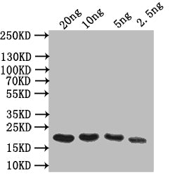 Western Blot Positive WB detected in: recombinant protein All lanes: Odorant-binding Antibody at 1:1000 Secondary Goat polyclonal to rabbit IgG at 1/50000 dilution Predicted band size: 17 kDa Observed band size: 17 kDa
