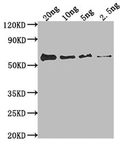 Western Blot Positive WB detected in Recombinant protein All lanes: fimH antibody at 1:2000 Secondary Goat polyclonal to rabbit IgG at 1/50000 dilution Predicted band size: 59.1 kDa Observed band size: 59 kDa