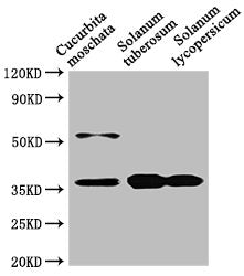 Western Blot Positive WB detected in: Cucurbita moschata leaf tissue, Solanum tuberosum leaf tissue, Solanum lycopersicum leaf tissue All lanes: CHN48 antibody at 1:1000 Secondary Goat polyclonal to rabbit IgG at 1/50000 dilution Predicted band si...
