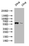 Western Blot Positive WB detected in: recombinant protein All lanes: NUC1 Antibody at 1:1000 Secondary Goat polyclonal to rabbit IgG at 1/50000 dilution Predicted band size: 53 kDa Observed band size: 56 kDa