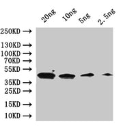 Western Blot Positive WB detected in: recombinant protein All lanes:GPA1 Antibody at 1:1000 Secondary Goat polyclonal to rabbit IgG at 1/50000 dilution Predicted band size: 46 kDa Observed band size: 46 kDa