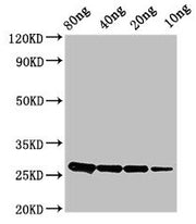 Western Blot Positive WB detected in Recombinant protein All lanes: ptsH antibody at 2.8µg/ml Secondary Goat polyclonal to rabbit IgG at 1/50000 dilution Predicted band size: 26 kDa Observed band size: 26 kDa