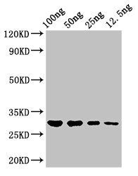 Western Blot Positive WB detected in Recombinant protein All lanes: hupB antibody at 3µg/ml Secondary Goat polyclonal to rabbit IgG at 1/50000 dilution Predicted band size: 30 kDa Observed band size: 30 kDa