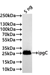 Western Blot Positive WB detected in: recombinant protein All lanes:ipgC Antibody at 1:1000 Secondary Goat polyclonal to rabbit IgG at 1/20000 dilution Predicted band size: 24.7 kDa Observed band size: 25 kDa