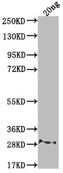 Western Blot Positive WB detected in Recombinant protein All lanes: rpsL antibody at 1:2000 Secondary Goat polyclonal to rabbit IgG at 1/50000 dilution Predicted band size: 22.6 kDa Observed band size: 28 kDa