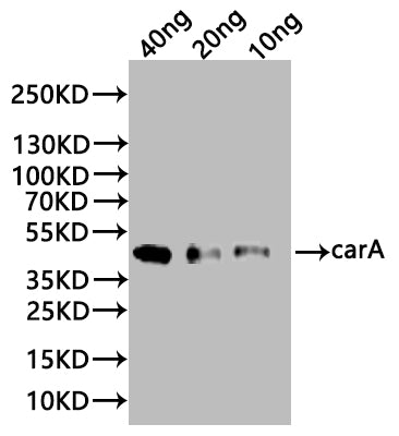 Western Blot Positive WB detected in: recombinant protein All lanes:carA Antibody at 1:1000 Secondary Goat polyclonal to rabbit IgG at 1/20000 dilution Predicted band size: 44 kDa Observed band size: 44 kDa